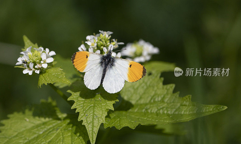 桔梗蝶(carcharis cardamines)